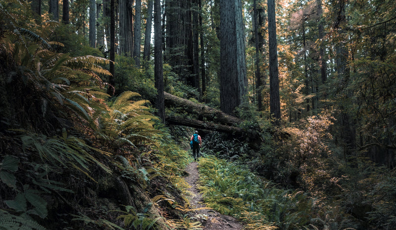 Wanderer mit Rucksack im herbstlichen Wald